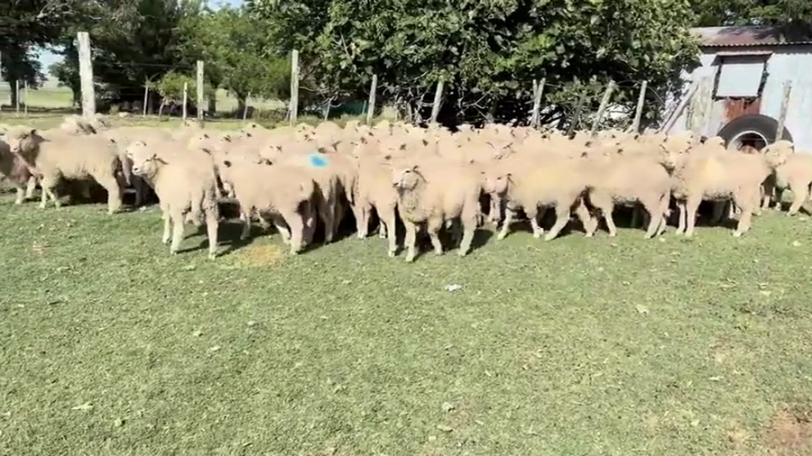 Lote CORDEROS/AS
