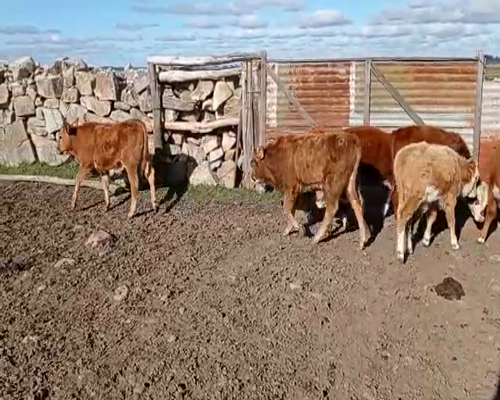 Lote 14 Piezas de cría en San José