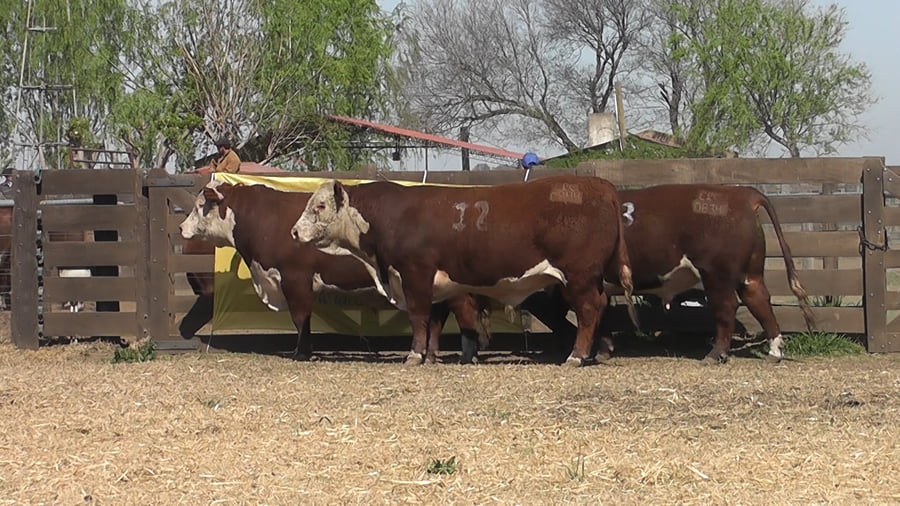 Lote TOROS POLLED HEREFORD PR