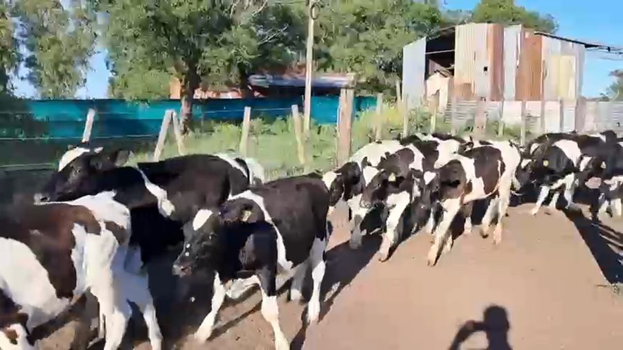Lote 110 Terneros