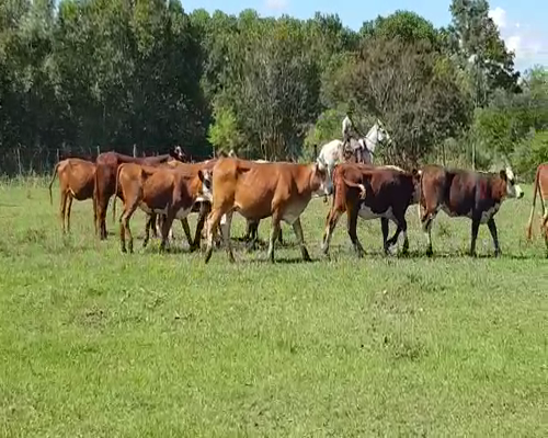 Lote 80 Vaquillonas en San Justo, Santa Fe