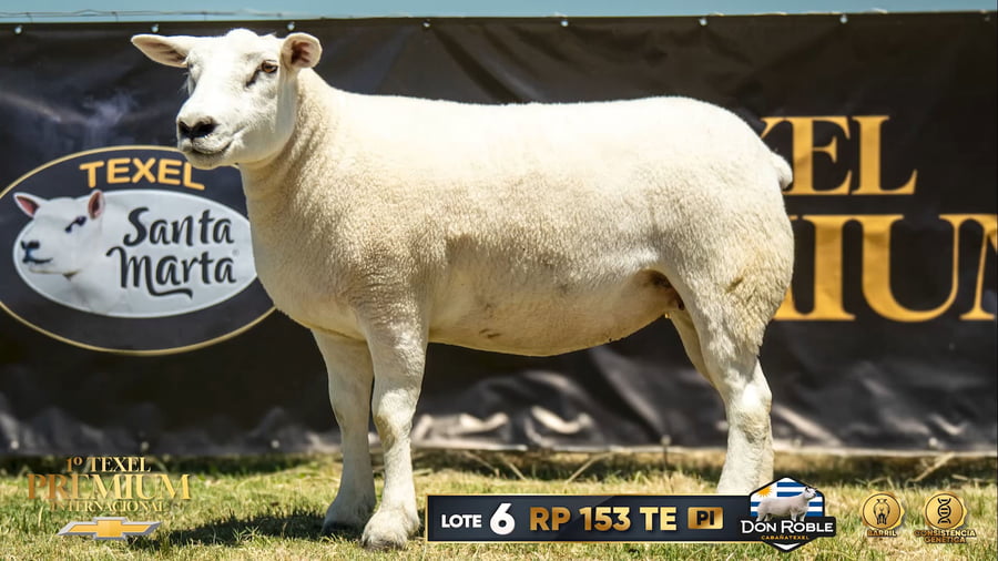 Lote Borregas a remate en 1º Texel Premium Internacional, Canelones