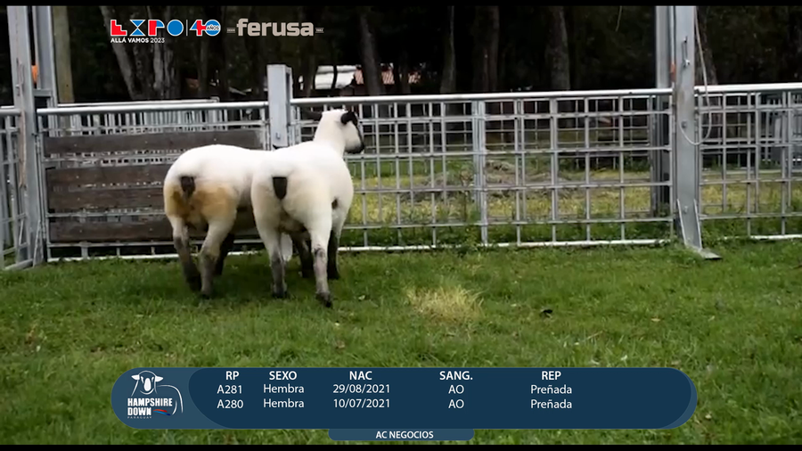 Lote LOTE 22 - CAMPO