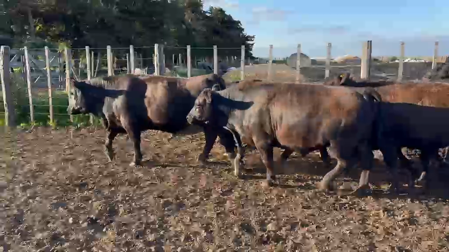 Lote 15 Novillos faena en Holmberg , Córdoba