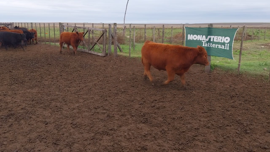 Lote 60 Terneros/as EN HUANGUELEN