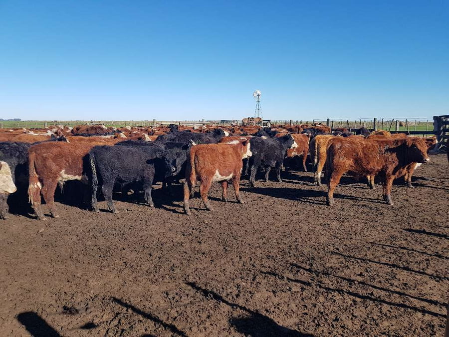 Lote 65 Terneros en Benito Juárez, Buenos Aires