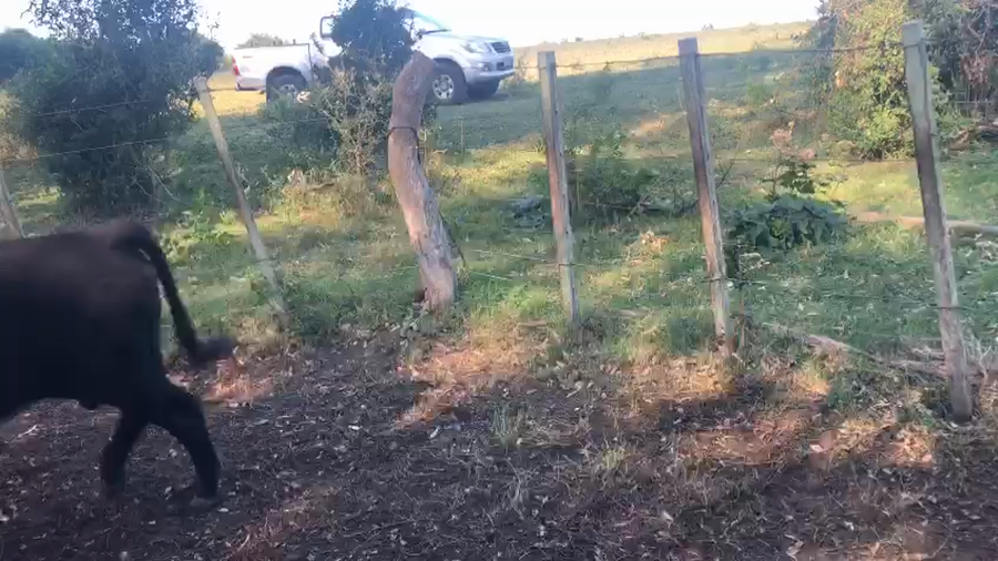 Lote 5 Terneros de Guazubirá