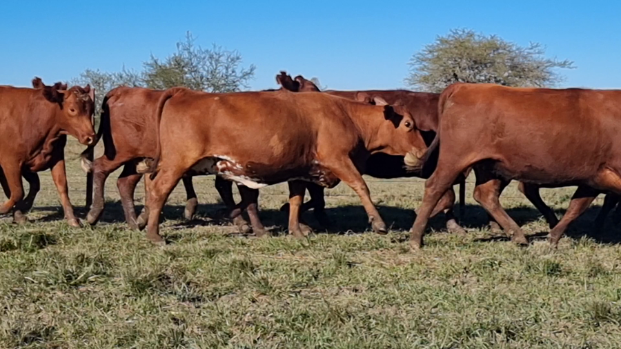 Lote 40 Vaquillonas preñadas en Corrientes, Curuzu Cuatia