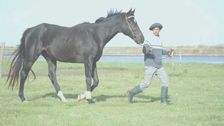 Lote URBAN CAT (HURRICANE CAT - URBAN FIZZ) PROSPECTO DE PADRILLO