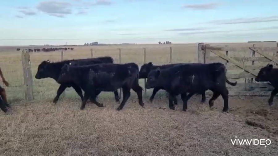 Lote 105 Terneros en Coronel Pringles, Buenos Aires