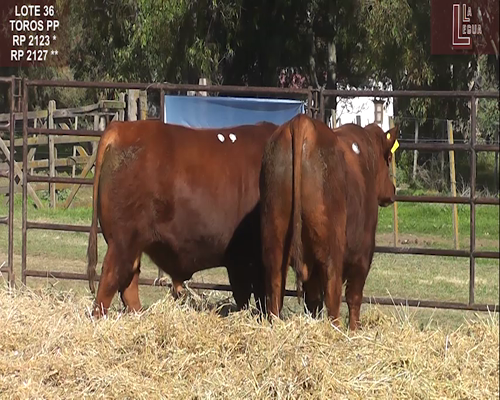 Lote TOROS  A. ANGUS PUROS DE PEDIGREE