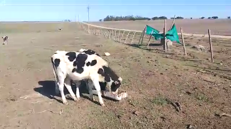 Lote Terneros/as 5M - 2H Holando