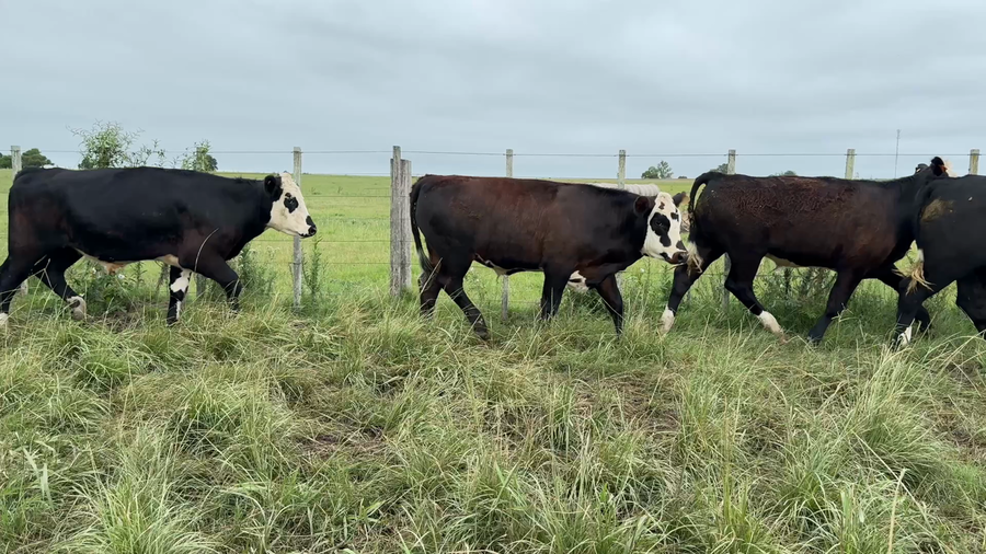 Lote NOVILLOS 1 a 2 AÑOS