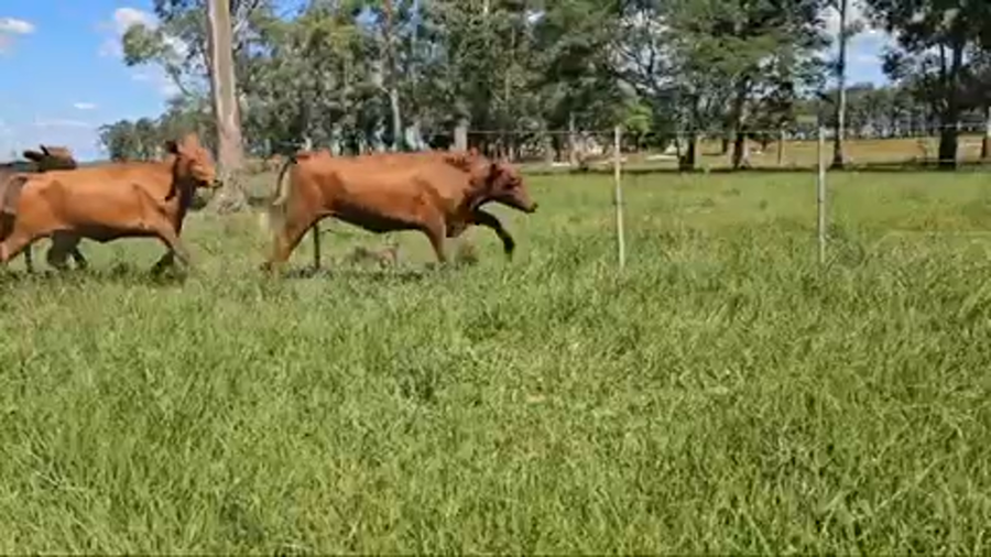 Lote 82 Vaquillonas en Ituzaingó, Corrientes