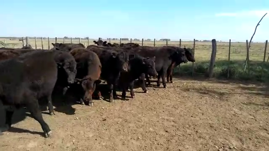 Lote 32 Vaquillonas en Cañuelas, Buenos Aires