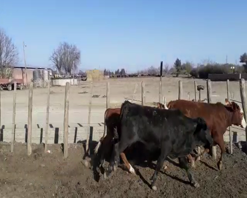 Lote 49 MEJ CRUZA, 275 KG, EN TRANCAS, TUCUMAN.-