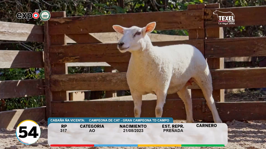 Lote LOTE 54