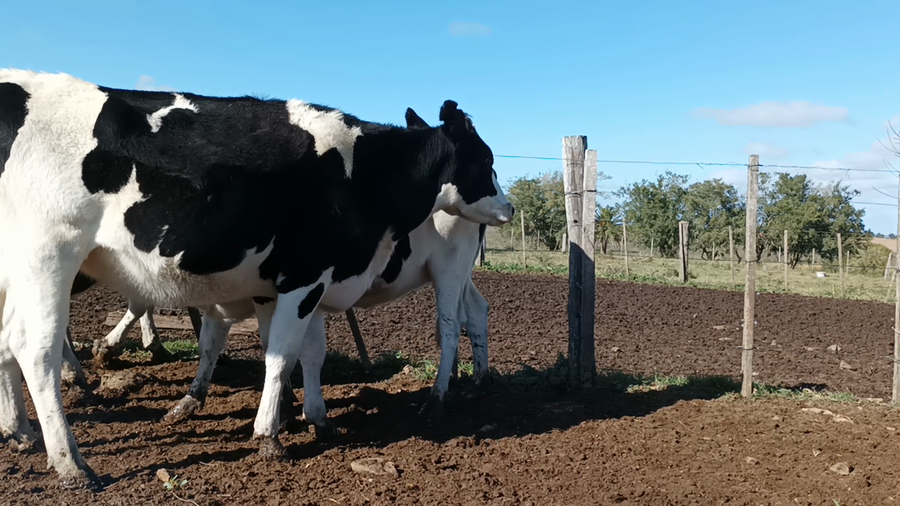 Lote 3 Vaquillonas preñadas en San José , San José