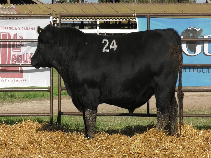 Lote TOROS ANGUS NEGROS PC