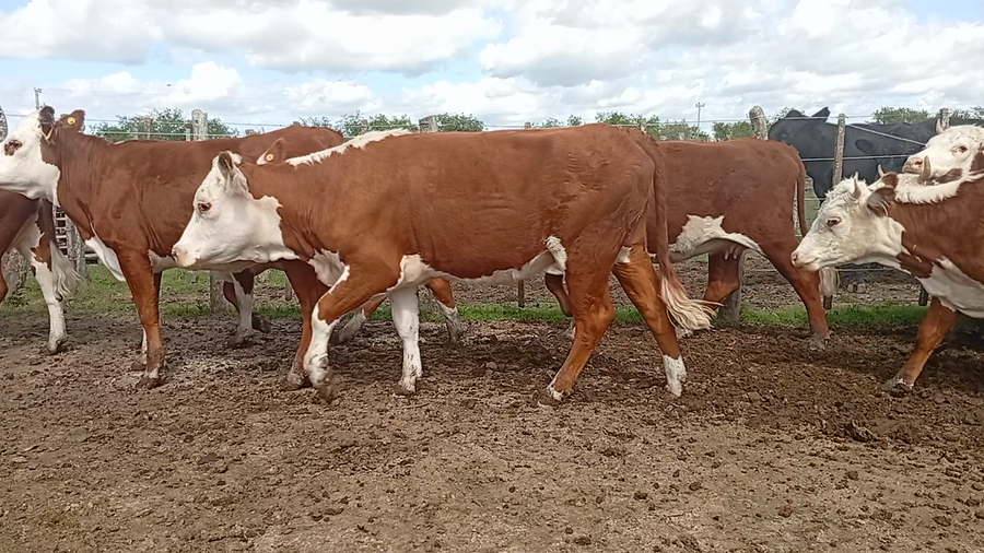 Lote 15 Vaquillonas de invernada