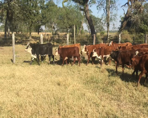 Lote 70 Terneros/as en Margarita Belén, Chaco