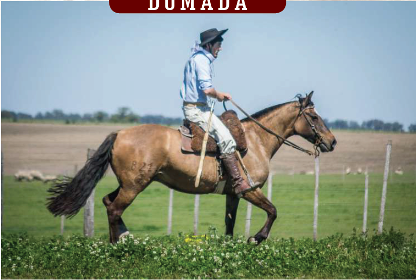 Lote YÚBELY ESPINGARDA