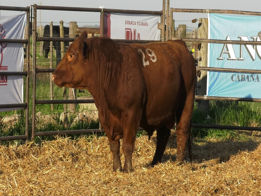 Lote TOROS ANGUS COLORADOS PC