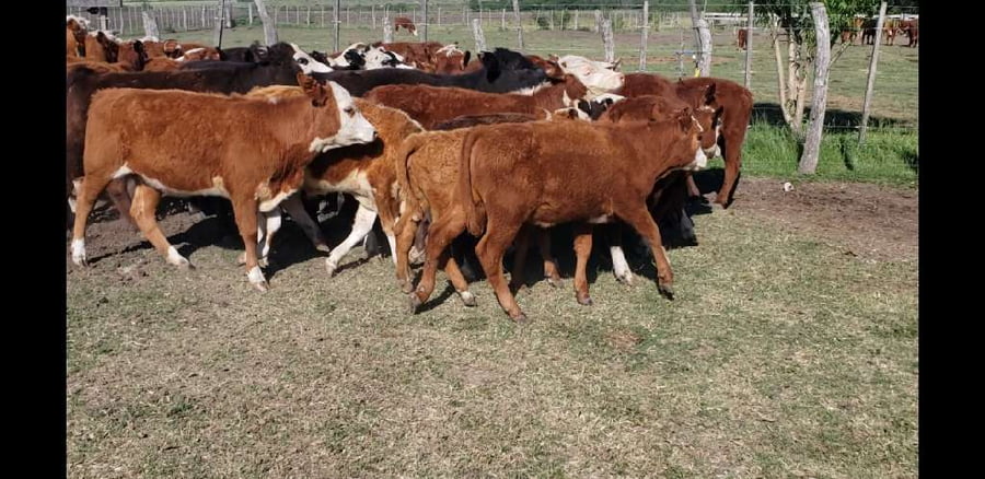 Lote 61 Terneros/as en Villaguay, Entre Ríos