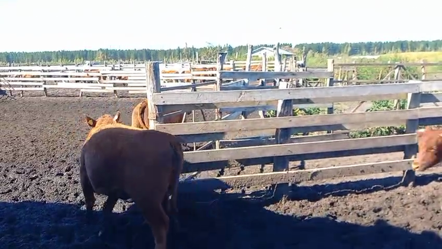 Lote 20 Vaquilla Gorda en Cabrero, VIII Región Biobío