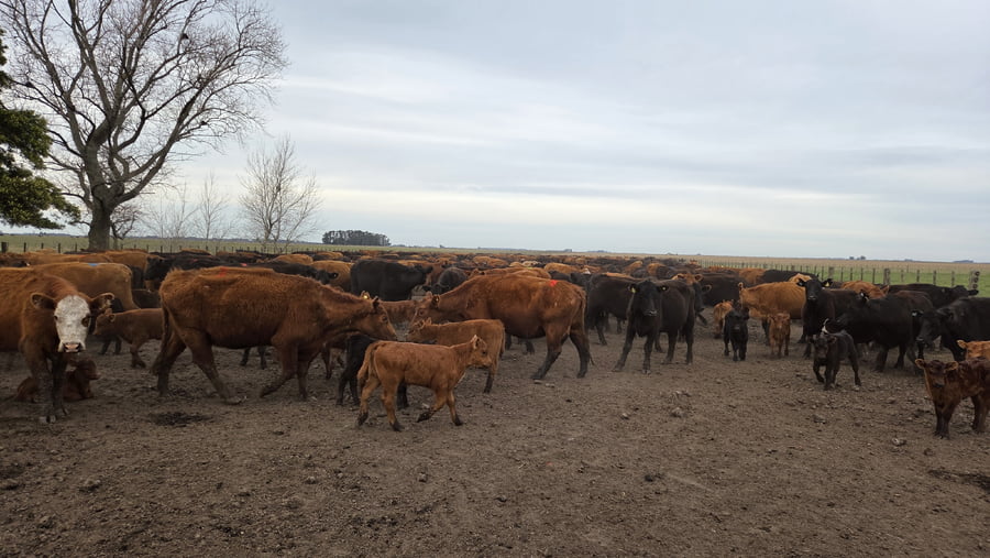 Lote 80 Vacas con Cría en Balcarce