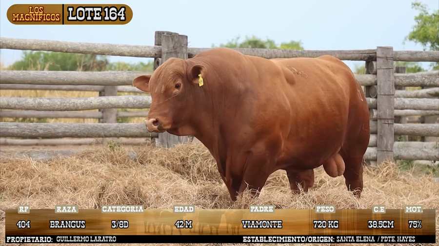 Lote LOTE 164 - VIVO