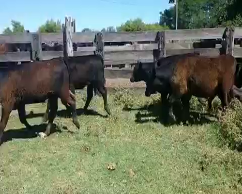 Lote 30 Terneros en Brandsen, Buenos Aires