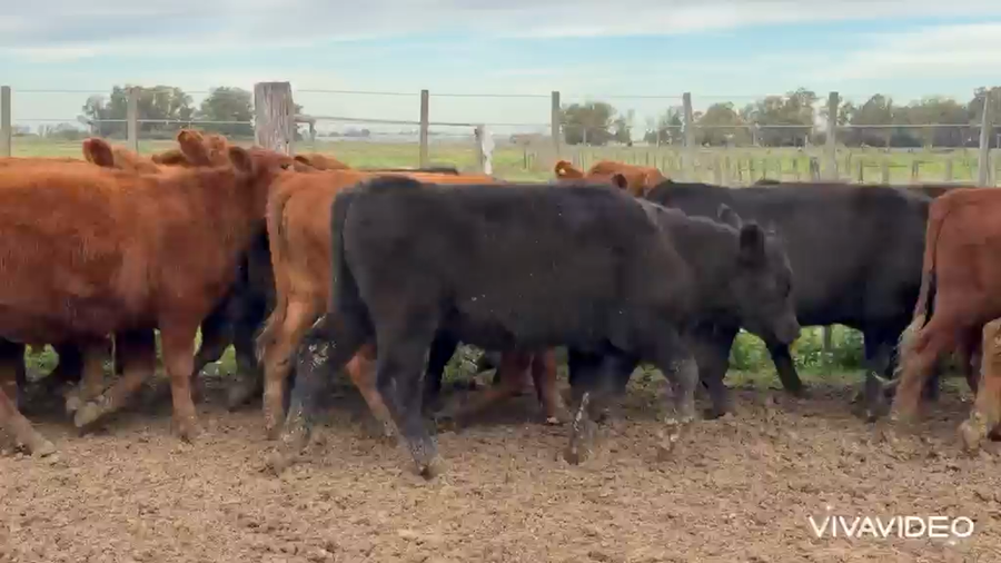 Lote 75 Novillitos