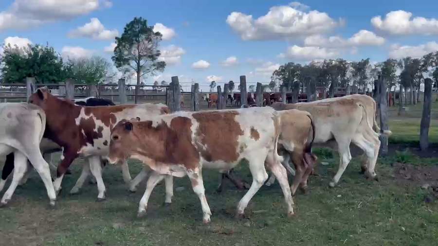 Lote 12 Terneros/as