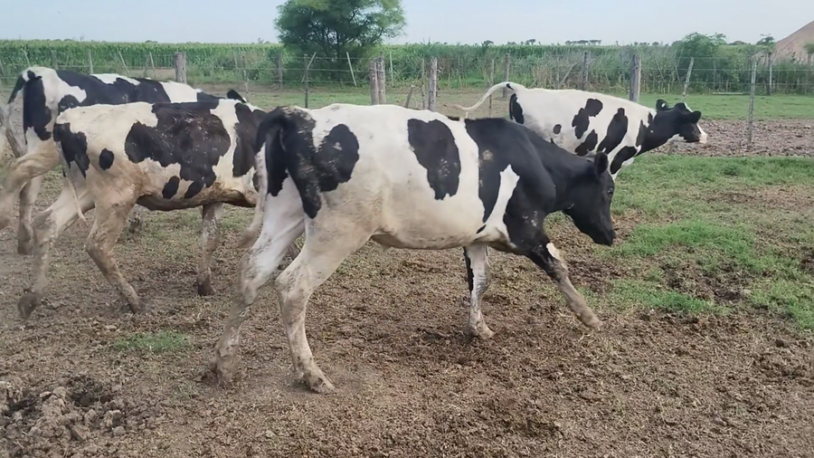 Lote 36 Novillitos Holando Argentino en Porteña, Córdoba