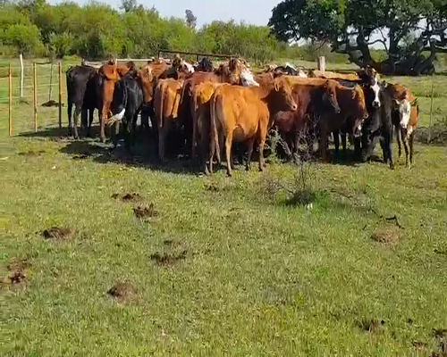 Lote 35 Vacas nuevas en Esquina, Corrientes
