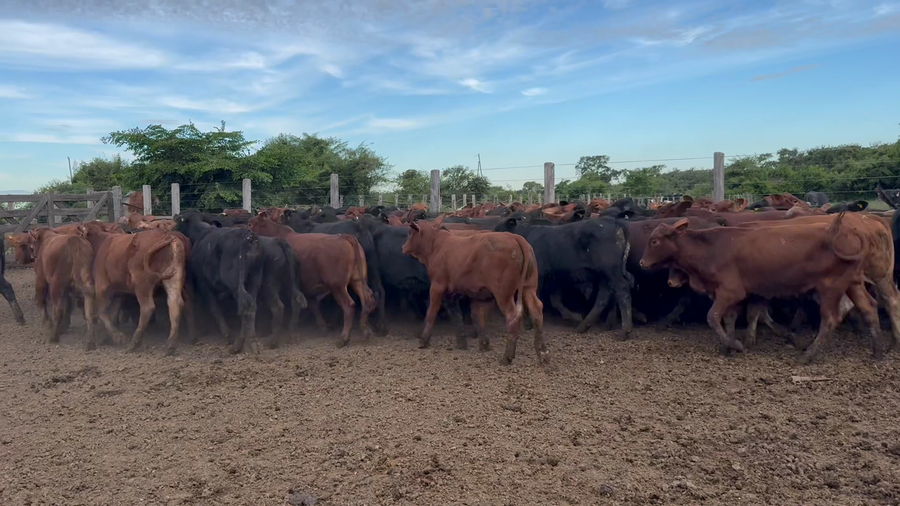 Lote 100 Terneros en Corrientes, San Luis del Palmar