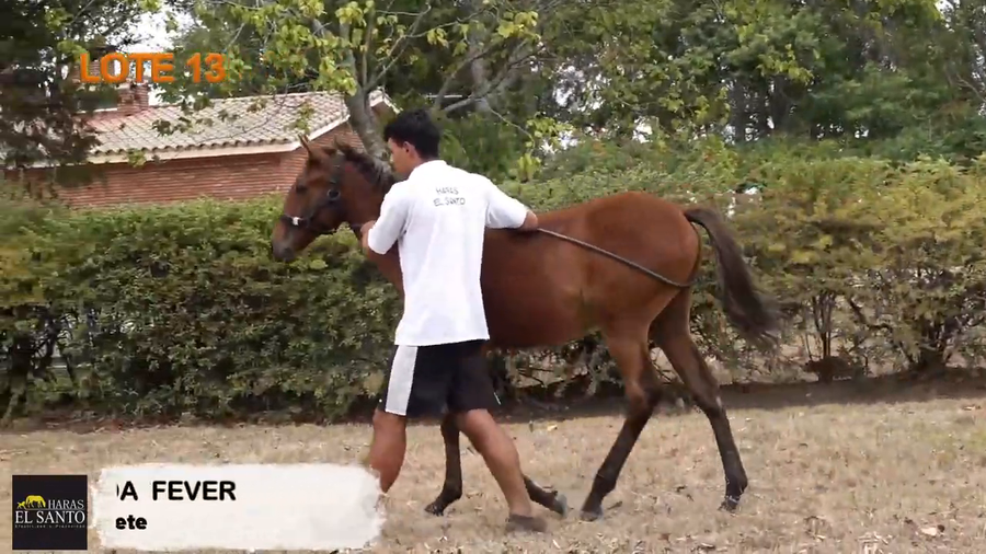 Lote EMPEÑADA FEVER