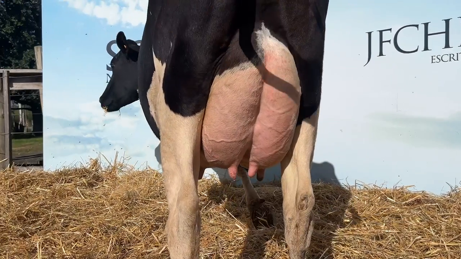 Lote VACAS PARIDAS CABAÑA MALKE-KO