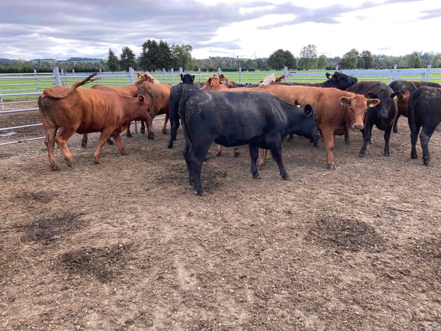 Lote 18 Vaquilla Gorda en Frutillar, X Región Los Lagos
