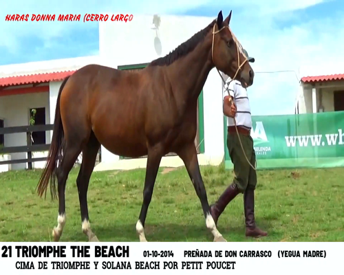 Lote TRIOMPHE THE BEACH