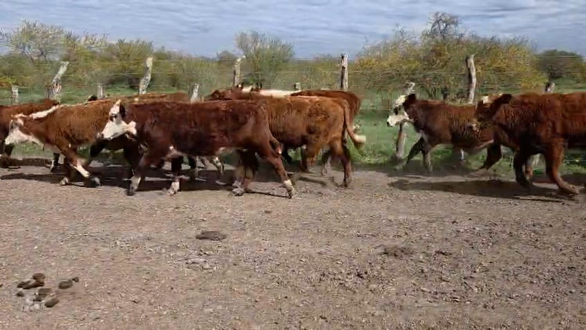 Lote 45 Terneros en Corrientes, Curuzu Cuatia