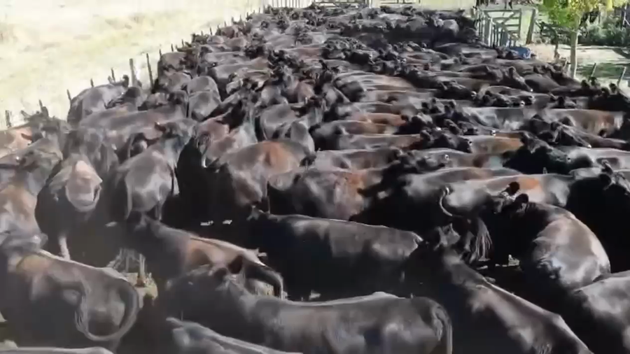 Lote 185 Vaquillonas preñadas