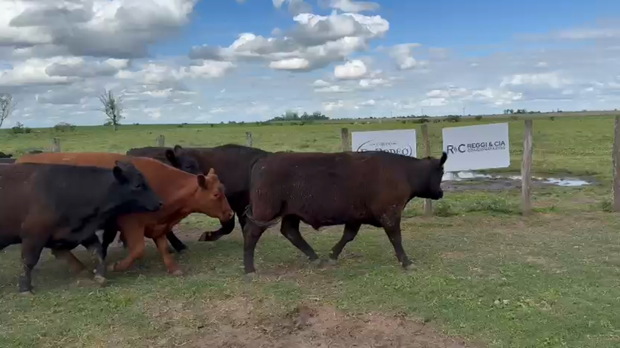 Lote 38 Novillos exportación