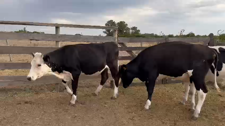 Lote 3 Vaquillonas  a remate en Pantalla Camy - Liquidación de Estancia en Raigon