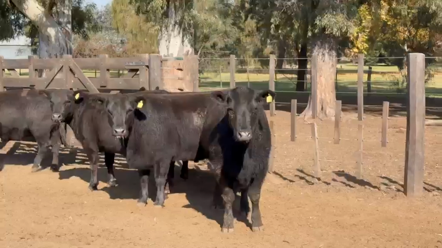 Lote Vaquillonas Val p servicio - San Ignacio de Vaccaro