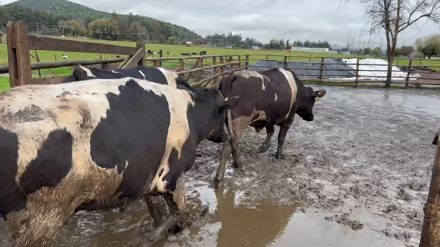Lote 20 Novillo Gordo en Melipilla, Región Metropolitana