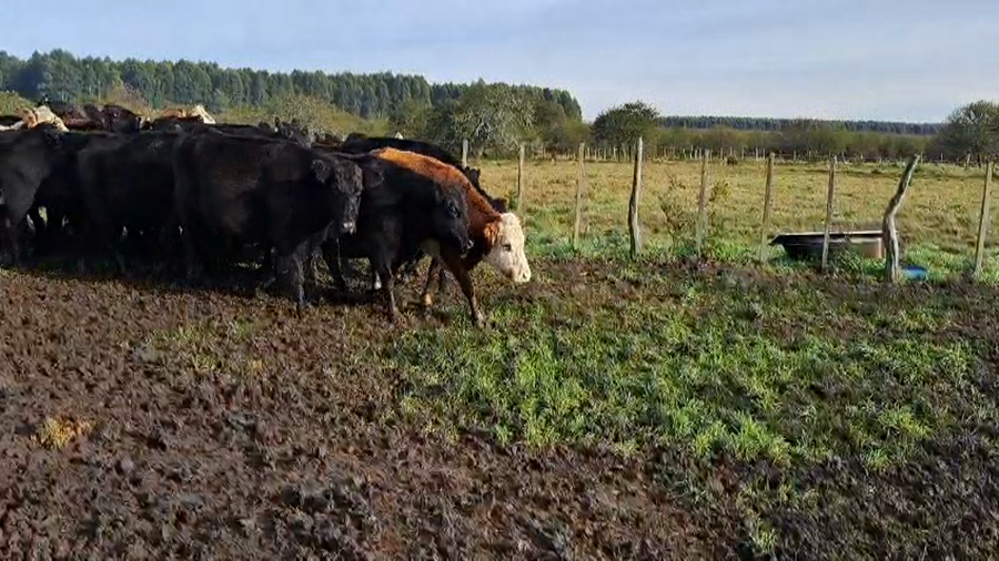 Lote 23 Vacas p/ invernar
