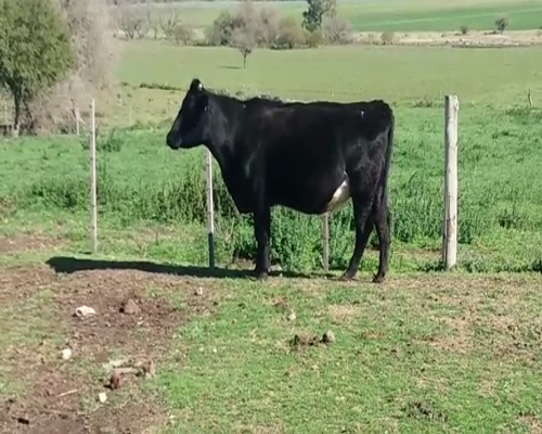 Lote (Vendido)Vacas de Invernada a remate en Pantalla Carmelo 500kg -  en VIBORAS Y VACAS