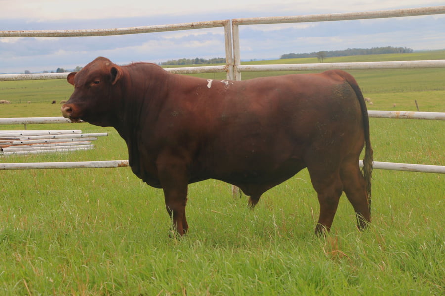 Lote Toros a remate en 14º Nacional Brangus, Tacuarembó